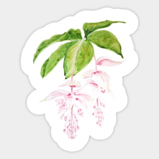 pink medinilla magnifica watercolor Sticker